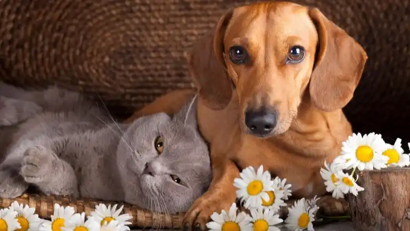 spring-cleaning-pets-header