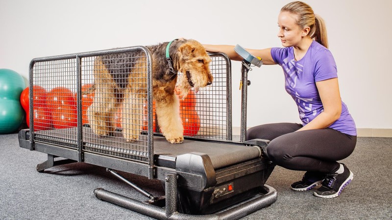 Treadmill Training for Dogs
