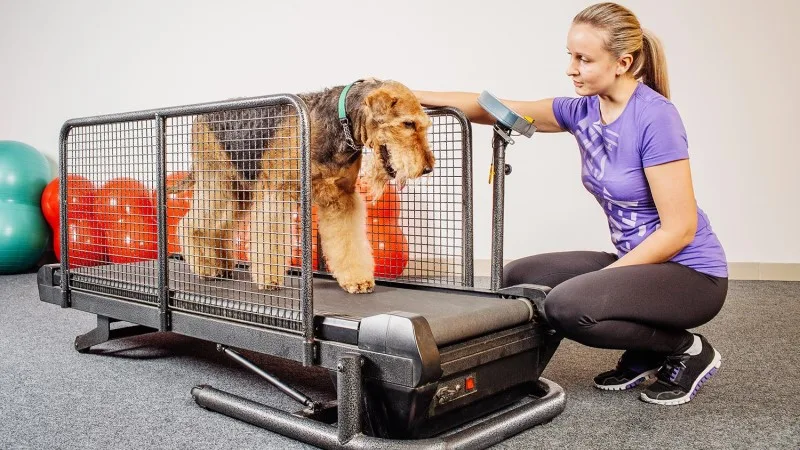 Treadmill Time: Maricopa County Dogs Get Cool Exercise During Hot