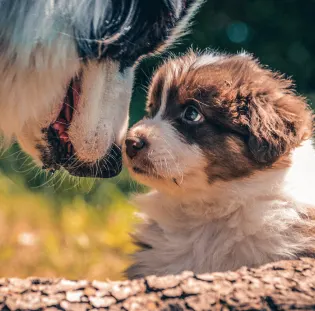 photo of large dog and fuzzy brown and white puppy bumping noses