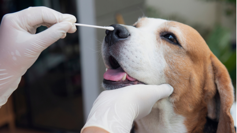 can humans give a dog the flu