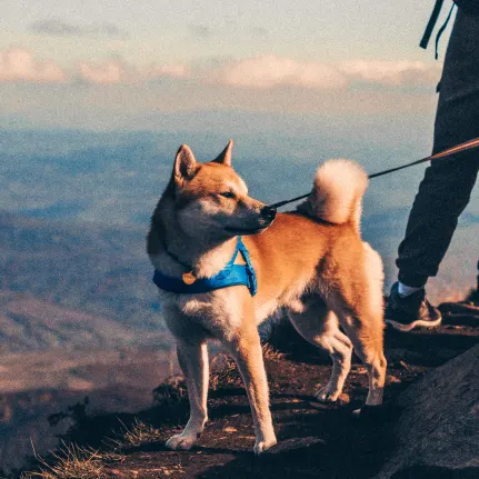 photo of dog and owner standing at the top of a mountain with clouds in the horizon