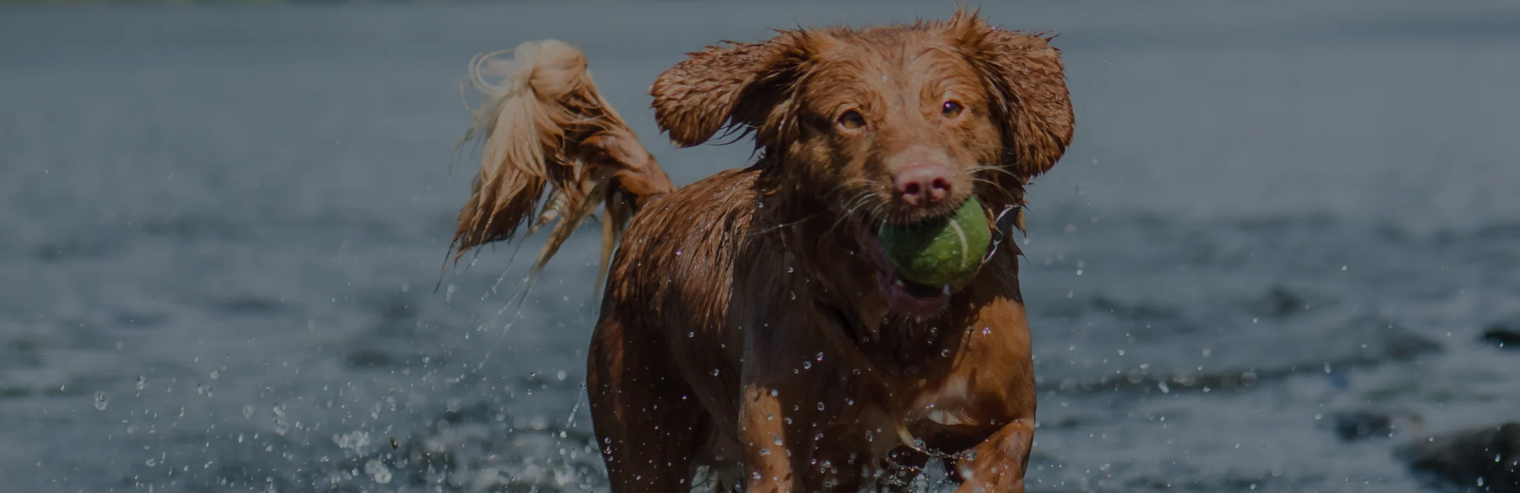 Reddish dog dog with tennis ball in mouth playing in body of water