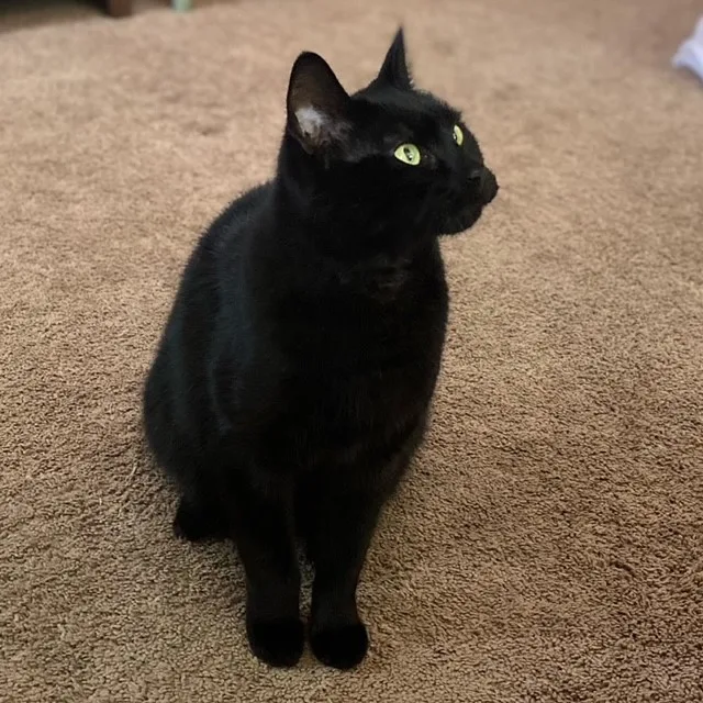 Short haired black cat with green eyes perched on beige carpet