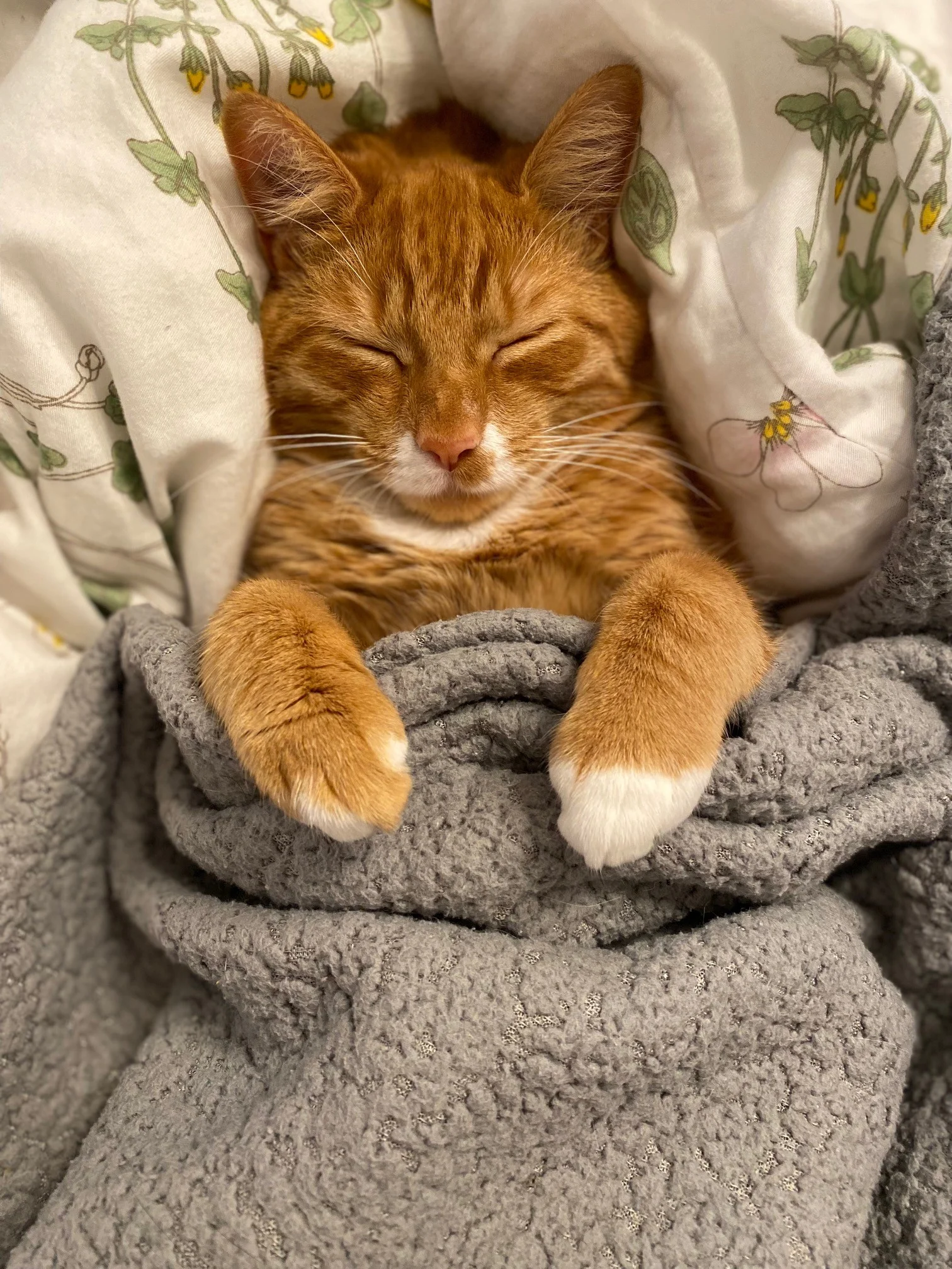 Orange tabby with white chin and paws tucked in under blankets and napping