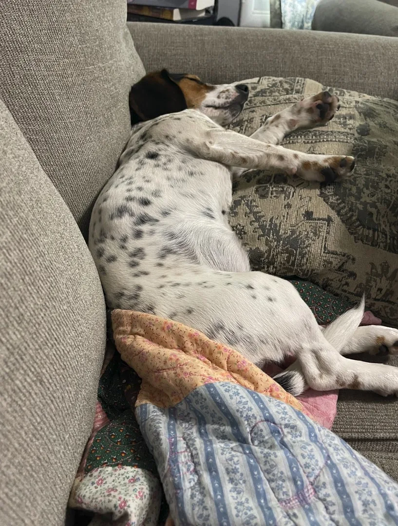 Speckled black and white dog with brown face and black ears sleeping peacefully on gray couch