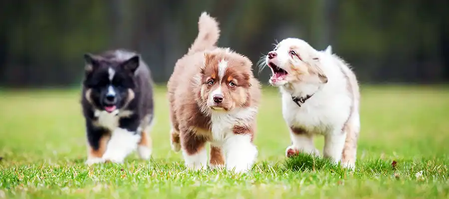 Three aussie puppies in the grass