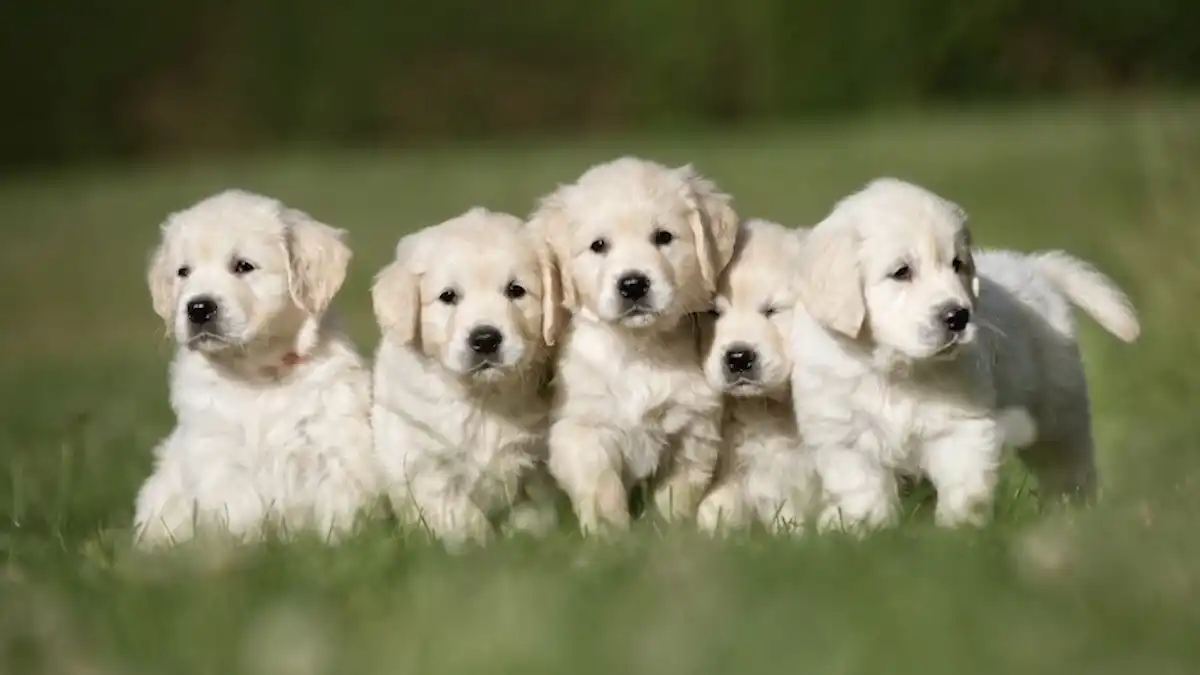Group of Puppies