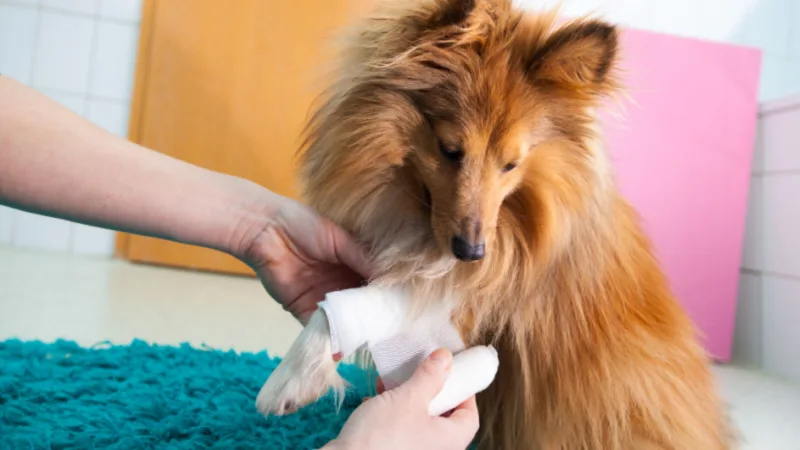 a dog getting its paw wrapped up