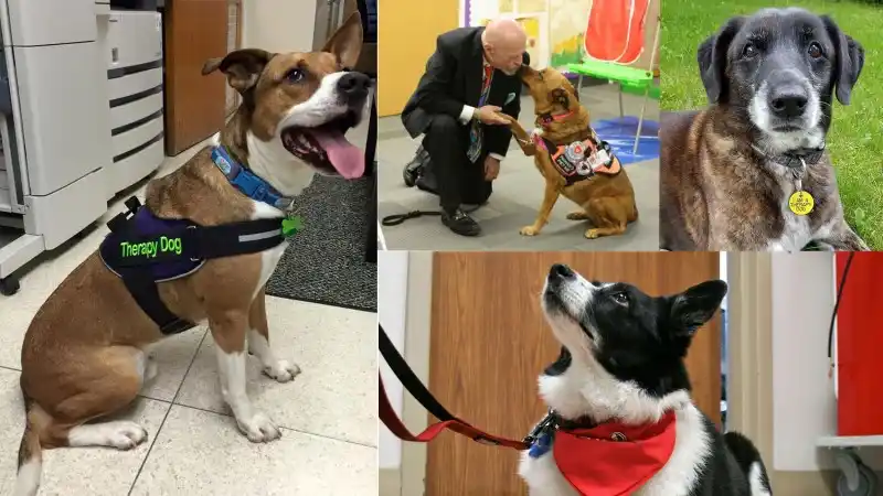 a collage of therapy dogs doing their thing