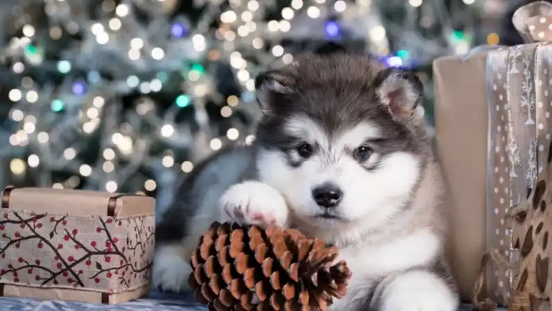 Photograph of a small husky puppy with a pinecone