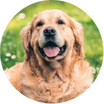 Circle shaped image of golden retriever dog grinning with blurred meadow in background