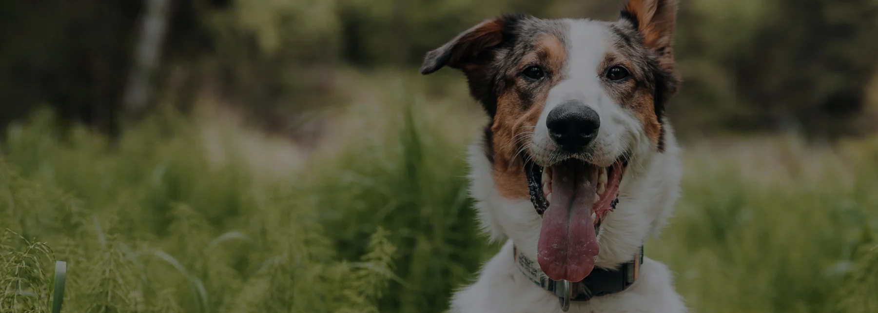 Accident Only Pet Insurance Coverage | AKC Pet Insurance