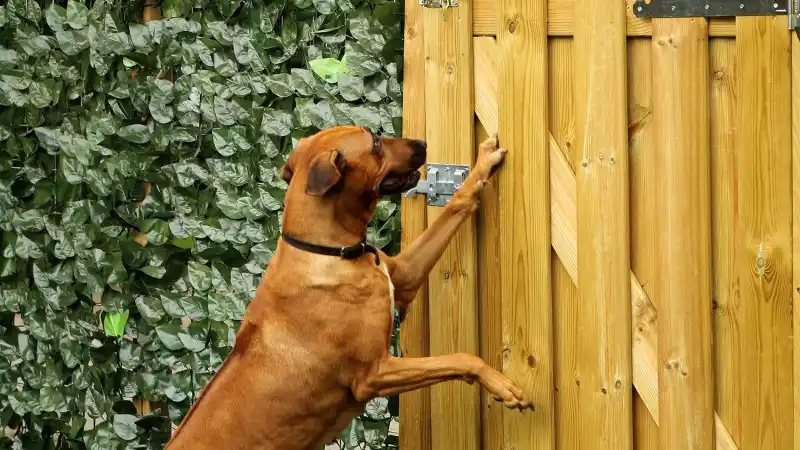 Dog leaning on the side of a fence door.