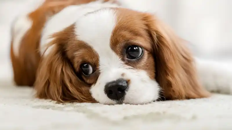 Close up of a dog laying down looking at something