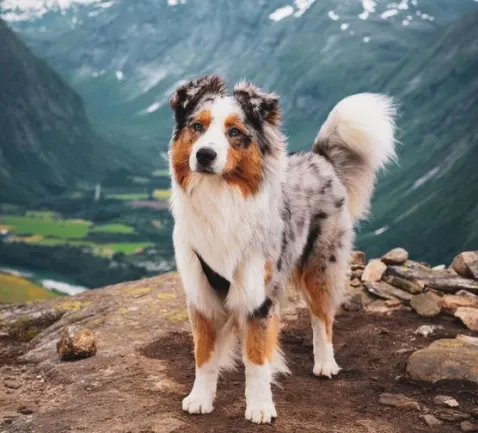 Photograph of a fluffy dog in a mountain with valley in the background.