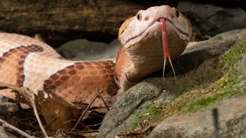 Photograph of a large snake slithering onto a rock