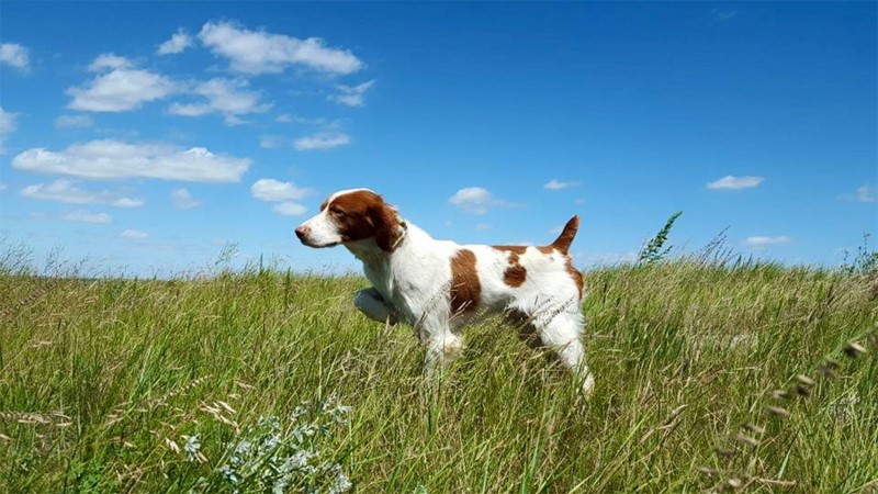 Akc beagle field trial hot sale points