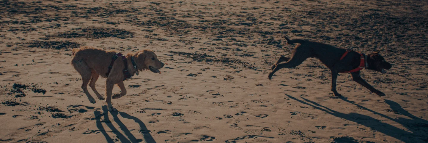dogs running on the beach (1)