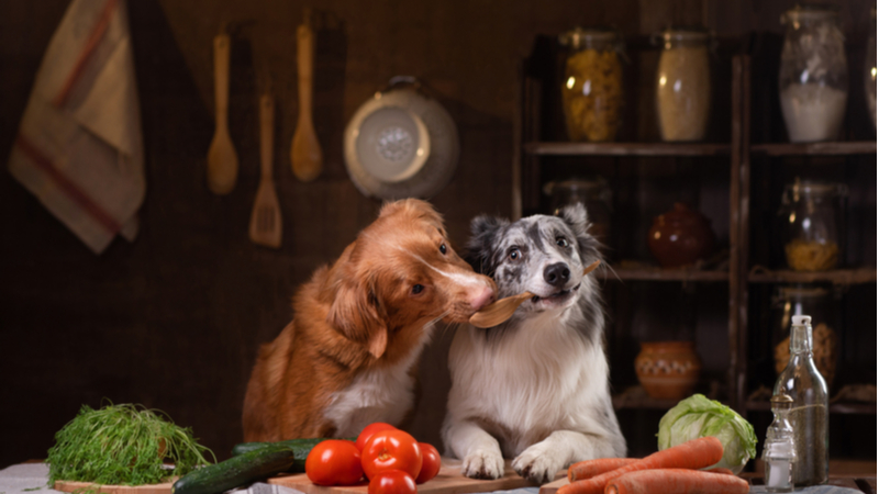 Human Grade Dog Food vs Kibble AKC Pet Insurance