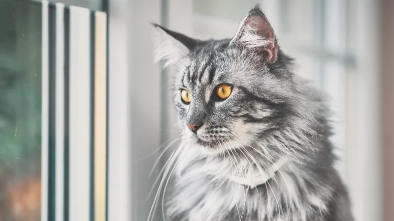 Close up of a fluffy cat looking out a window