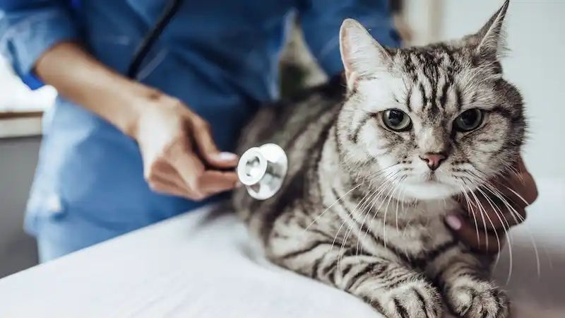 an apprehensive cat being inspected by a vet