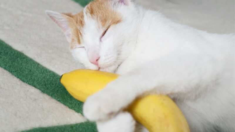 Cat Lick Mat Benefits: Should You Buy One for Your Kitty? - Richard Rowlands