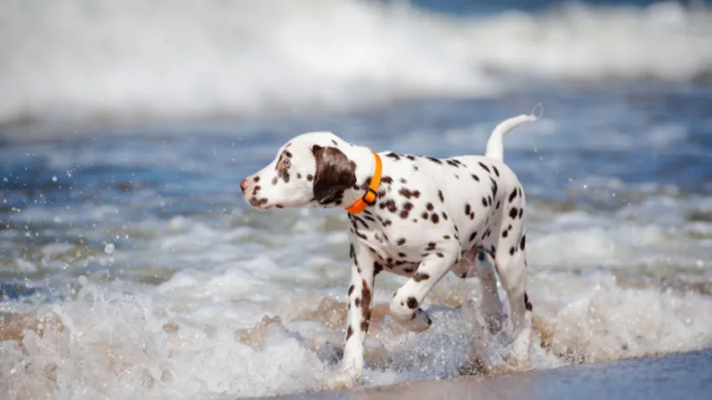 dog-beach-header.jpg