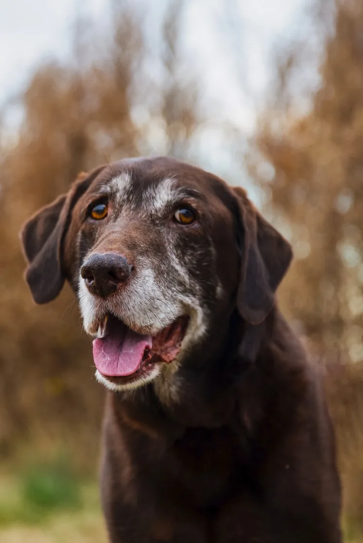 Senior dark brown labrador retreiver dog with silver face standing in autumn scenery