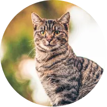 circle shaped image of tiger striped gray and brown tabby cat sitting upright with abstract blurred green and gray background