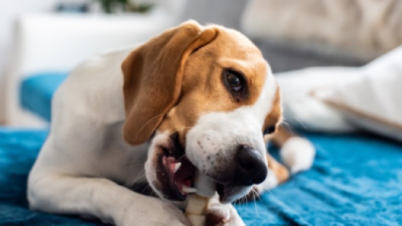 What To Do If Your Dog Eats A Chicken Bone