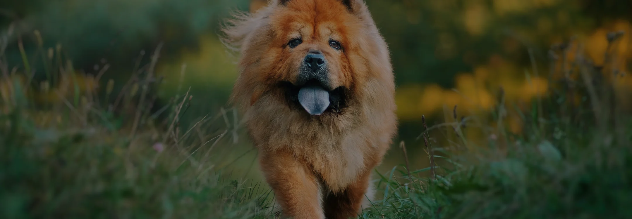 chow chow with black tongue and field background