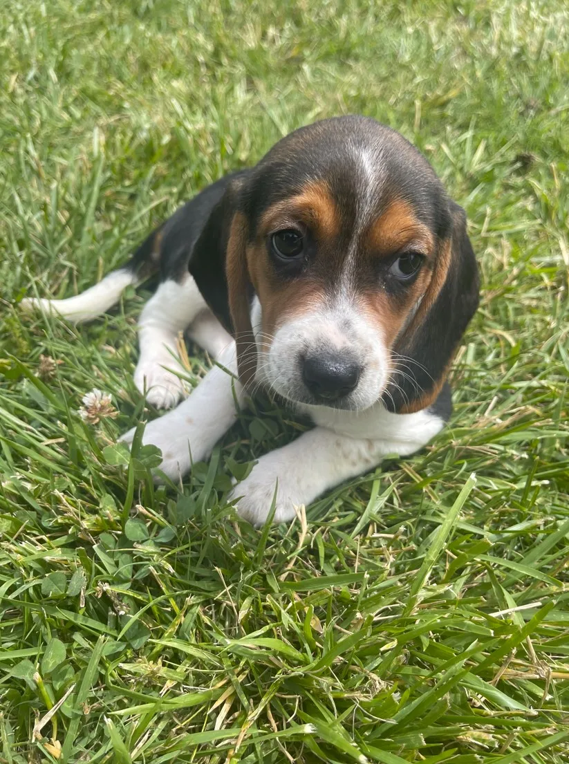 Beagle puppy with floppy ears and dark brown eyes resting in green grass