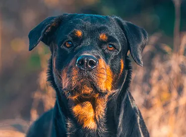 rottweiler dog