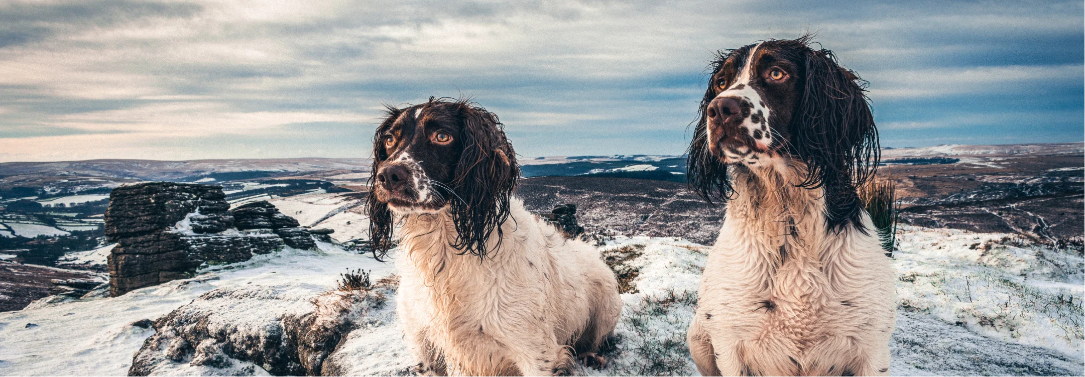 photo of two identical looking wet long haired dogs standing alert on top of a snowy mountain