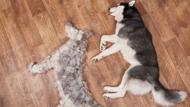 Photo of a husky beside fur it's shed in the shape of the husky