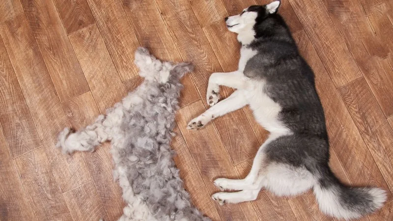 Dog Shedding: Tips to Stop Dog Shedding