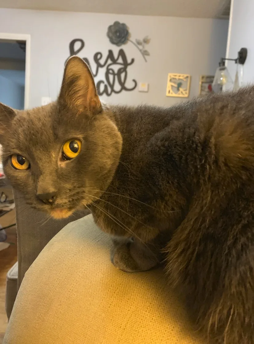 Black cat with orange eyes looking over shoulder and sitting on arm of white sofa