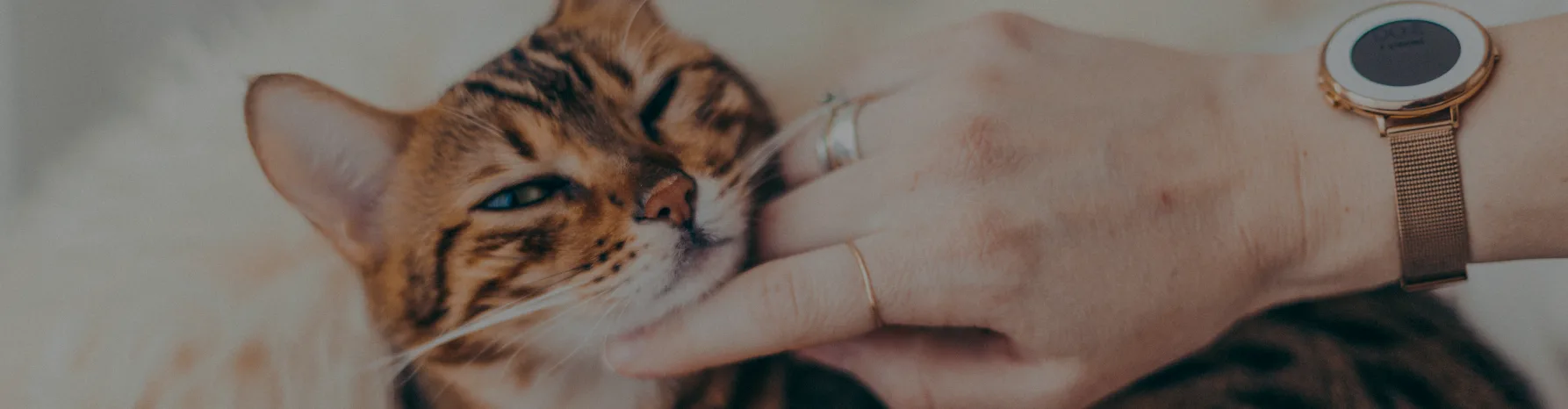 Closeup of an orange cat being pet under the chin.