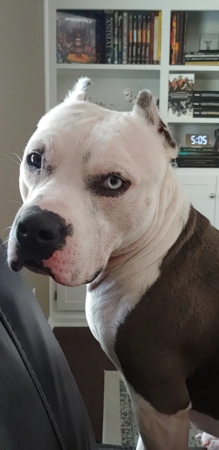 Close up of short haired pitbull dog with ears folded back, light eyes, white face, and dark brown chest