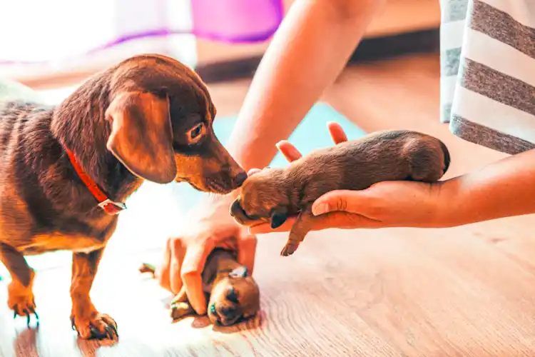 Understanding Pet Insurance PreExisting Conditions AKC Pet Insurance