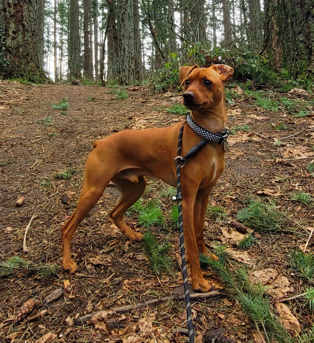 Short haired regal looking rust colored dog standing alert in forest scenery