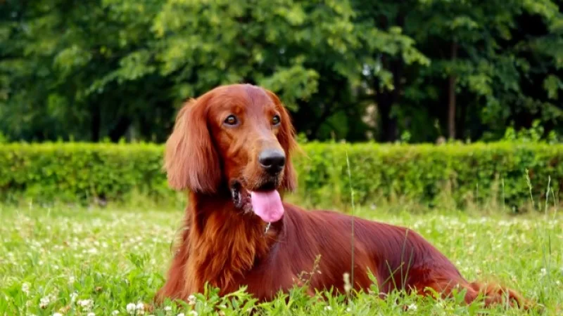 irish-setter-header.jpg