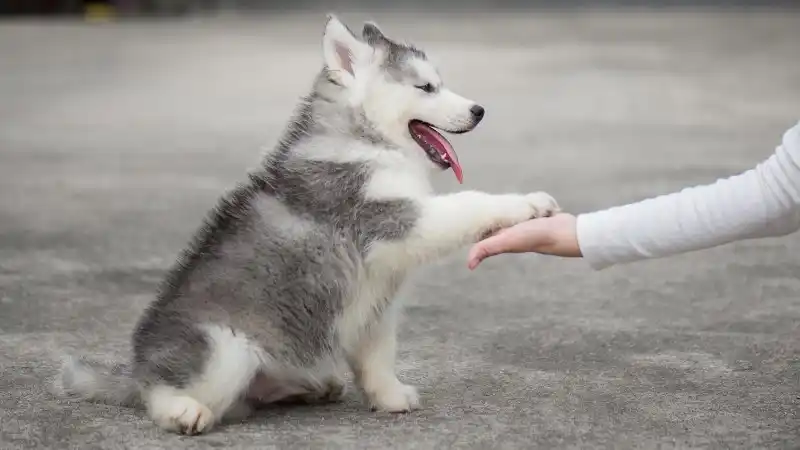 a puppy giving a high five to their owner!