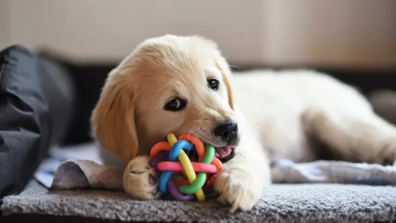 Photograph of a puppy chewing on a toy