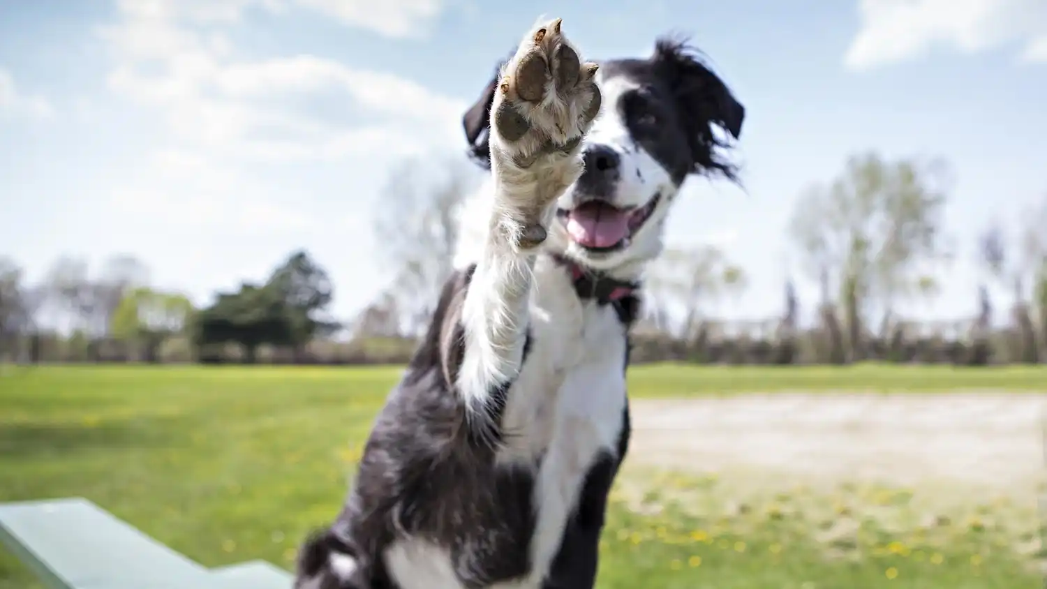 Photograph of a dog lifting its paw at the camera during a bright sunny day