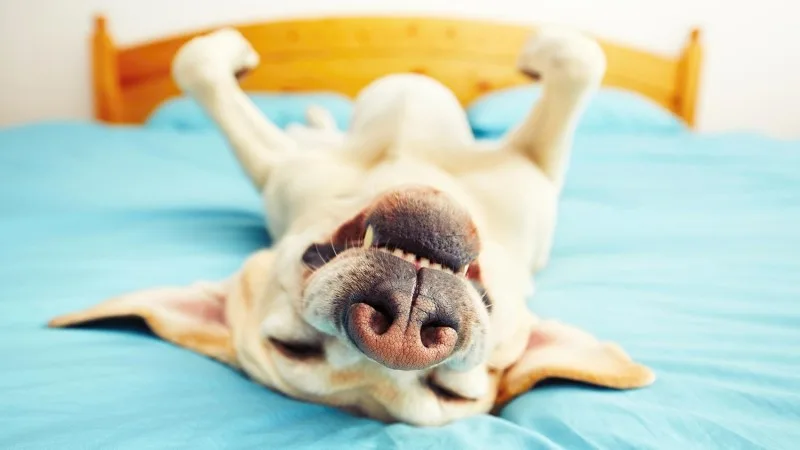 Photo of a dog upside down laying on a bed