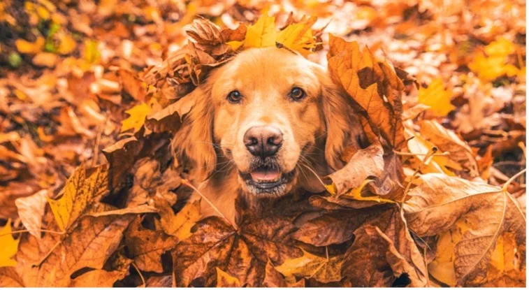 Dog playing in the Fall leaves