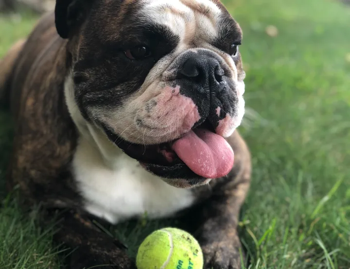 bulldog resting in grass with tongue hanging out and tennis ball held between paws