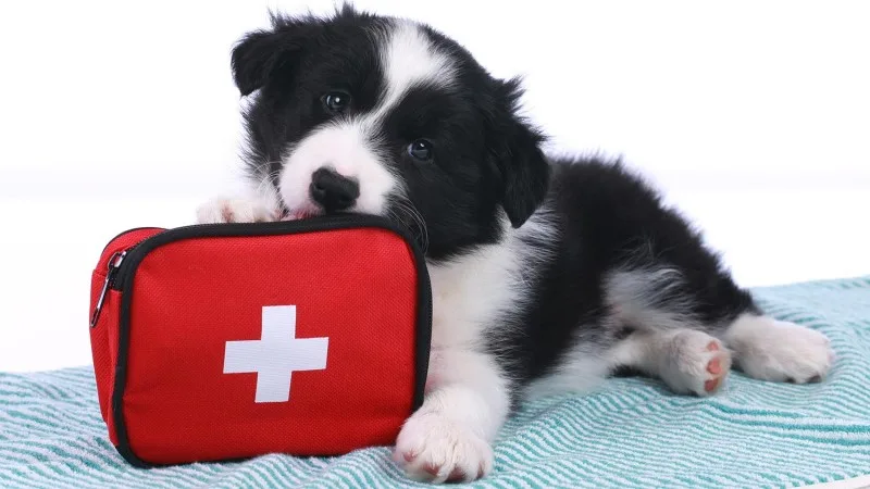 a puppy posing with a first aid kit